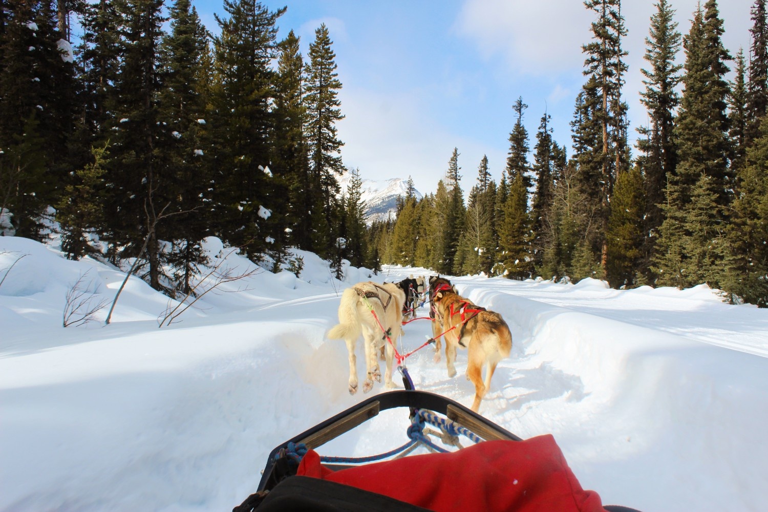 Dog Sledding in Banff: A Dreamy Winter Adventure